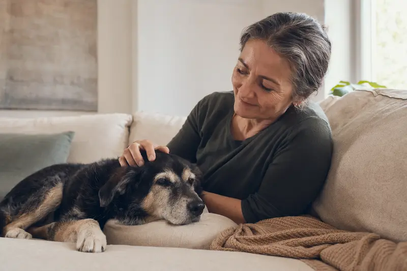 Älterer Aiidi Hund liegt entspannt auf dem Sofa, während sein Besitzer ihn liebevoll streichelt.