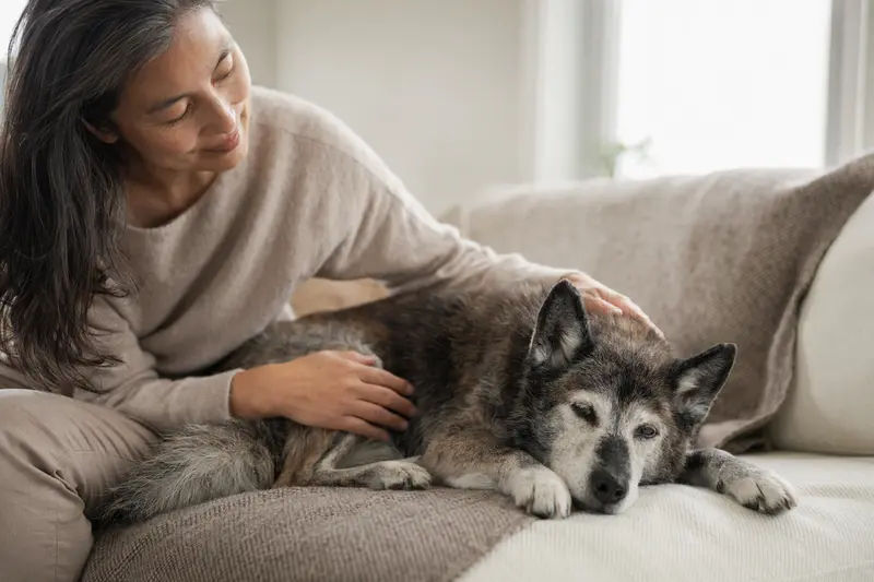 Ein älterer Ainu-Hund entspannt auf einem gemütlichen Sofa, während sein Besitzer ihn liebevoll streichelt.