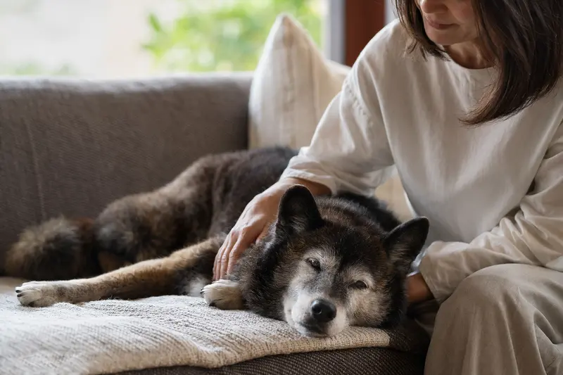 Ein älterer Ainu Inu Hund liegt entspannt auf einem Sofa, während sein Besitzer ihn liebevoll streichelt.