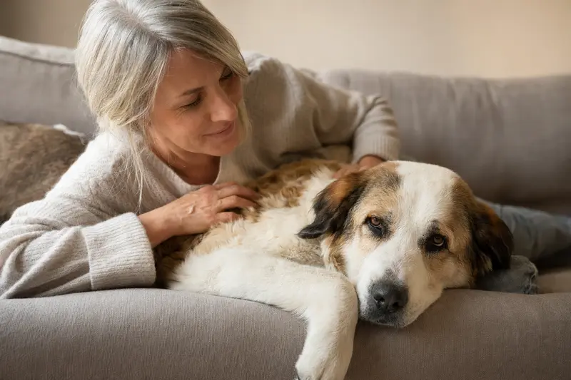 Ein älterer Alabai Hund liegt entspannt auf einem gemütlichen Sofa, während sein Besitzer ihn liebevoll streichelt.