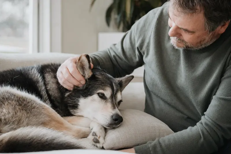 Ein älterer Alaska Husky Hund liegt entspannt auf einem Sofa, während sein Besitzer ihn liebevoll streichelt.