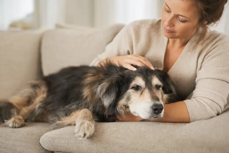 Ein älterer Alaskan Indian Dog entspannter auf einem gemütlichen Sofa, während sein Besitzer ihn liebevoll streichelt.