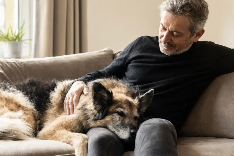 Ein älterer Altdeutscher Schäferhund liegt entspannt auf einem Sofa, während sein Besitzer ihn liebevoll streichelt.