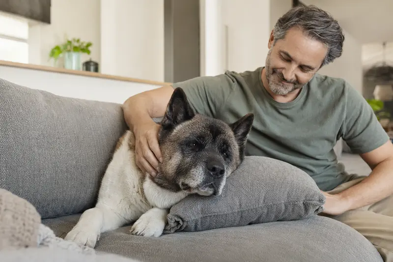 Ein älterer American Akita liegt entspannt auf einem gemütlichen Sofa, während sein Besitzer ihn liebevoll streichelt.