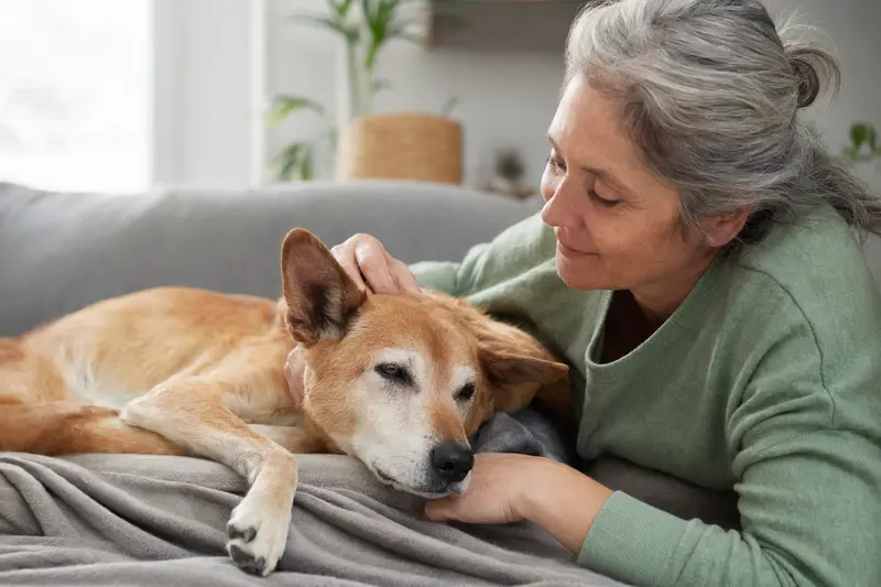 Ein älterer American Dingo Hund entspannt auf einem Sofa, während sein Besitzer ihn liebevoll streichelt und eine warme Lichtstimmung verleiht.