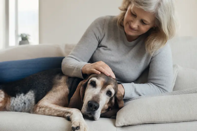 Ein älterer American English Coonhound Hund entspannt auf einem gemütlichen Sofa, während sein Besitzer ihn liebevoll streichelt.