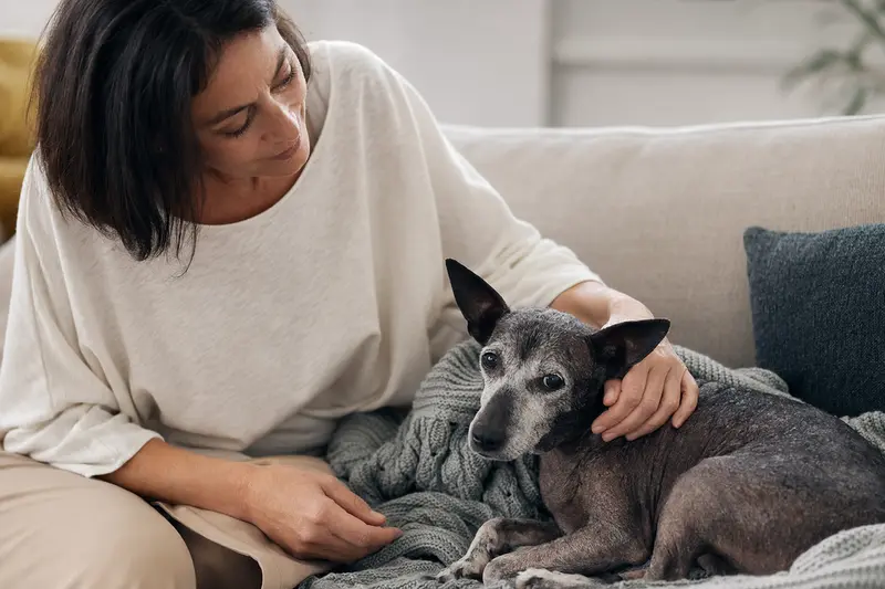 Älterer American Hairless Terrier entspannt auf einem Sofa, während sein Besitzer ihn liebevoll streichelt.