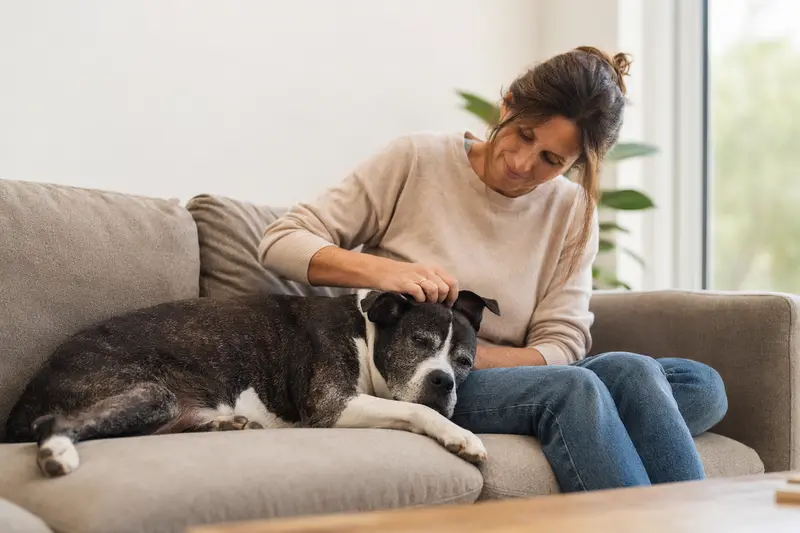 Älterer American Staffordshire Terrier liegt entspannt auf einem Sofa, während sein Besitzer ihn liebevoll streichelt.
