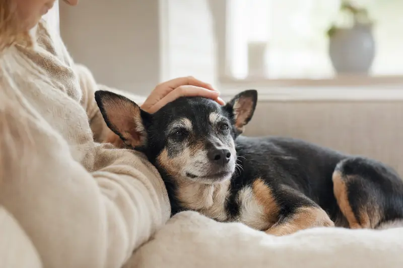 Ein älterer American Toy Terrier liegt entspannt auf einem gemütlichen Sofa, während sein Besitzer ihn liebevoll streichelt.