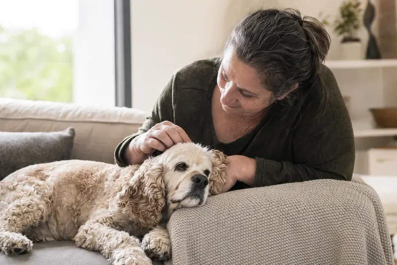 Ein älterer Amerikanischer Cocker Spaniel liegt entspannt auf einem Sofa, während sein Besitzer ihn liebevoll streichelt.