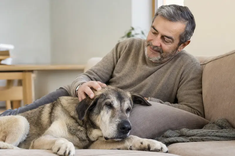 Ein älterer Anatolischer Hirtenhund entspannt auf einem Sofa, während sein Besitzer ihn liebevoll streichelt und eine warme Lichtstimmung im Raum herrscht.