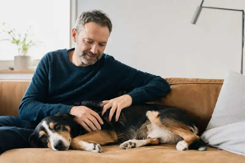 Ein älterer Appenzeller Sennenhund entspannt auf einem Sofa, während sein Besitzer ihn liebevoll streichelt.