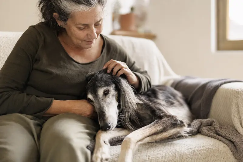 Ein älterer Arabischer Windhund liegt entspannt auf einem gemütlichen Sofa, während sein Besitzer ihn liebevoll streichelt, in einer warmen, sicheren Atmosphäre.