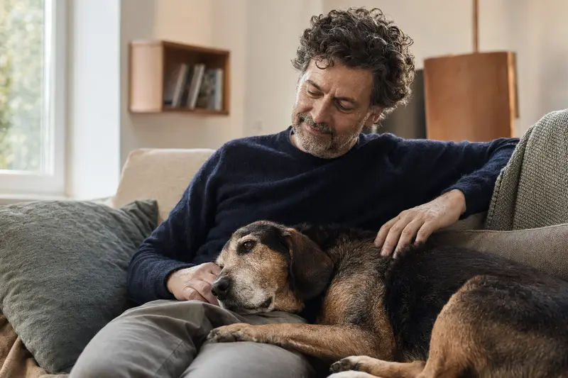 Ein älterer Ardennen-Treibhund entspannend auf einem Sofa, während sein Besitzer ihn liebevoll streichelt, umgeben von einer warmen Lichtstimmung.