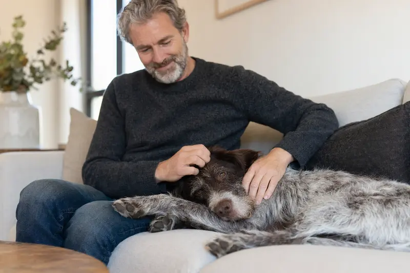 Ein älterer Ariege-Vorstehhund entspannt auf einem gemütlichen Sofa, während sein Besitzer ihn liebevoll streichelt.