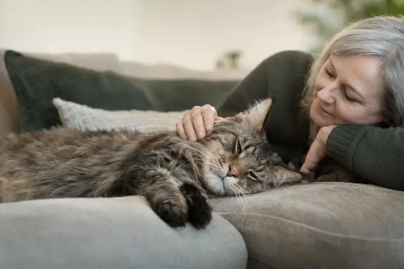 Eine ältere Ashera Katze genießt die Zuneigung ihres Besitzers auf einem gemütlichen Sofa in einem warmen und sicheren Zuhause.