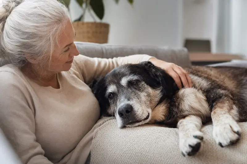 Ein älterer Atlas-Berghund entspannt auf einem Sofa, während sein Besitzer ihn liebevoll streichelt.