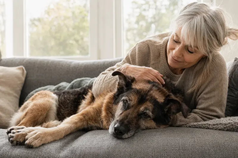 Ein älterer Atlas Schäferhund liegt entspannt auf einem gemütlichen Sofa, während sein Besitzer ihn liebevoll streichelt und eine warme Lichtstimmung im Raum herrscht.