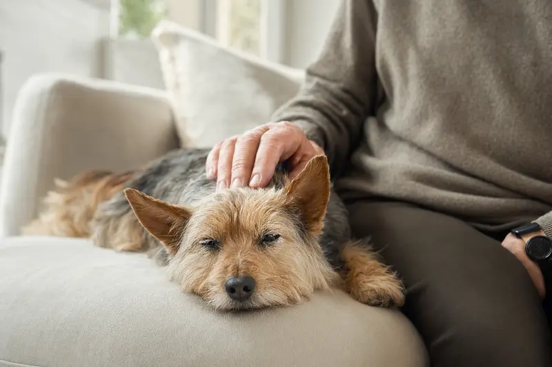 Ein älterer Australian Silky Terrier liegt entspannt auf einem Sofa, während sein Besitzer ihn liebevoll streichelt.