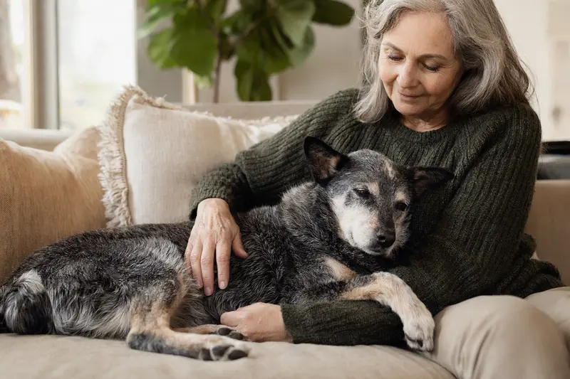 Älterer Australian Stumpy Tail Cattle Dog liegt entspannt auf einem Sofa, während sein Besitzer ihn liebevoll streichelt.