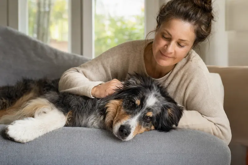 Ein älterer Australian Shepherd liegt entspannt auf dem Sofa, während sein Besitzer ihn liebevoll streichelt – ein Bild für Fürsorge und Hundegesundheit.