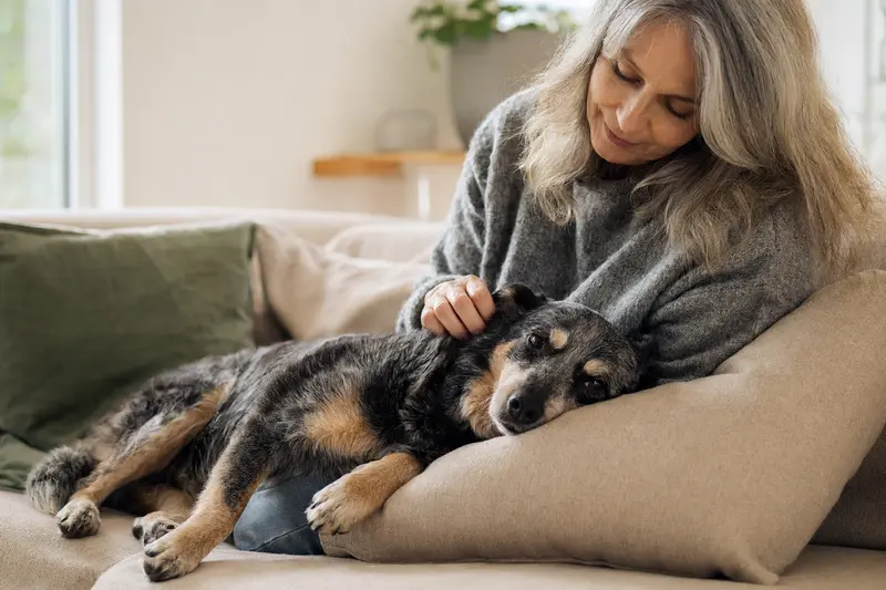 Ein älterer Australischer Treibhund liegt entspannt auf einem gemütlichen Sofa, während sein Besitzer ihn liebevoll streichelt.
