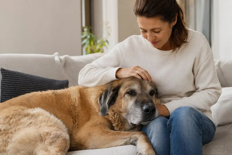 Ein älterer Bakharwal Mastiff entspannend auf einem gemütlichen Sofa, während sein Besitzer ihn liebevoll streichelt.