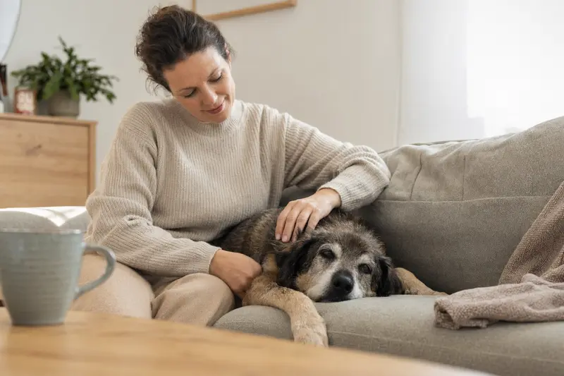 Ein liebevoller Hundebesitzer streichelt seinen entspannten Balkanski Gonic auf dem Sofa.