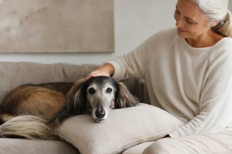 Ein älterer Balutschi-Windhund liegt entspannt auf einem Sofa, während sein Besitzer ihn liebevoll streichelt.