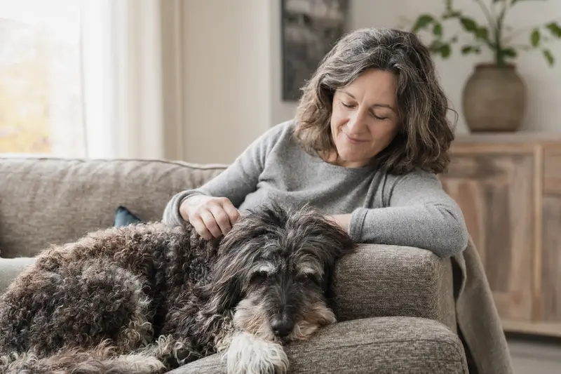 Ein älterer Barbet Hund liegt entspannt auf einem gemütlichen Sofa, während sein Besitzer liebevoll streichelt, was ein Gefühl von Wärme und Fürsorge vermittelt.