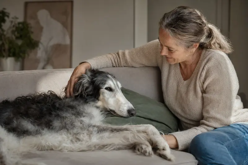 Ein älterer Barsoi Hund liegt entspannt auf einem gemütlichen Sofa, während sein Besitzer ihn liebevoll streichelt.