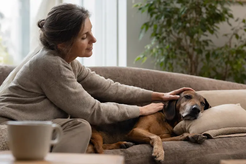 Ein älterer Bas-Rouge Hund liegt entspannt auf einem Sofa, während sein Besitzer ihn liebevoll streichelt.
