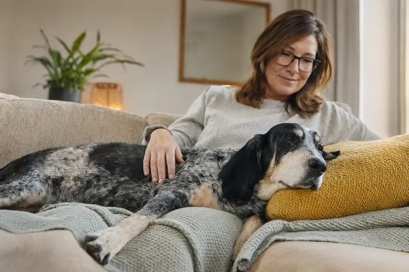 Ein Basset Bleu de Gascogne entspannt auf einem Sofa, während sein Besitzer ihn liebevoll streichelt.