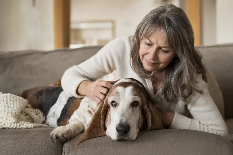 Ein älterer Basset Hound entspannt auf einem Sofa, während sein Besitzer ihn liebevoll streichelt und eine warme Lichtstimmung erzeugt.