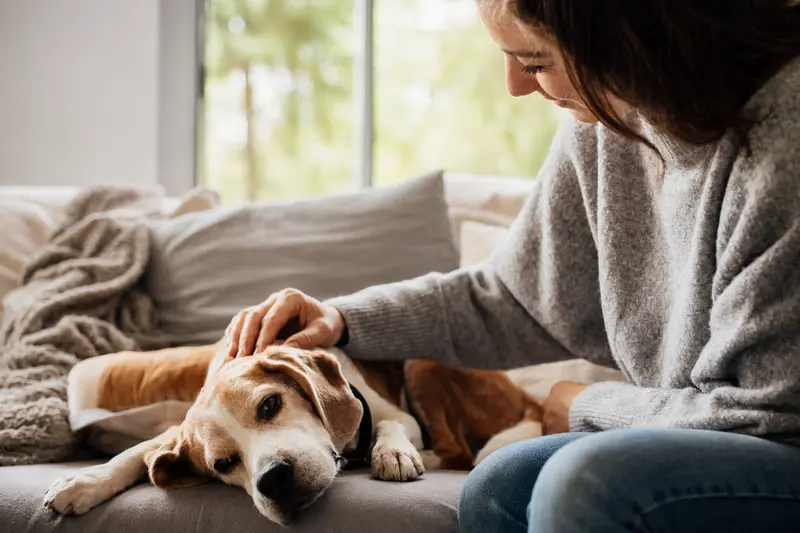 Ein älterer Beagle liegt entspannt auf einem gemütlichen Sofa, während sein Besitzer ihn liebevoll streichelt.