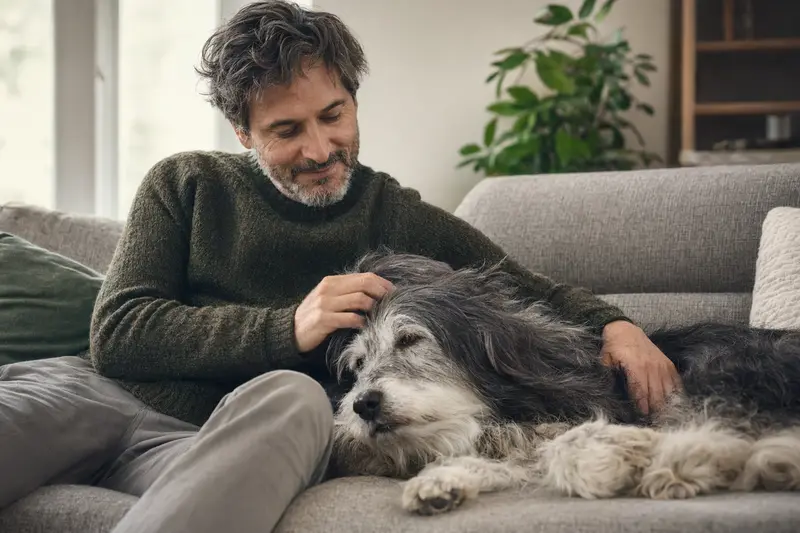 Ein älterer Bearded Collie liegt entspannt auf einem gemütlichen Sofa, während sein Besitzer ihn liebevoll streichelt.