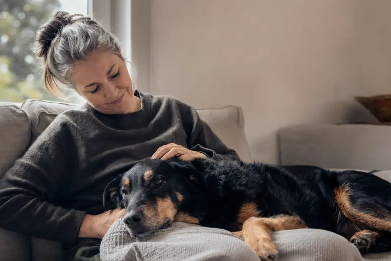 Ein älterer Beauceron Hund liegt entspannt auf einem gemütlichen Sofa, während sein Besitzer ihn liebevoll streichelt.