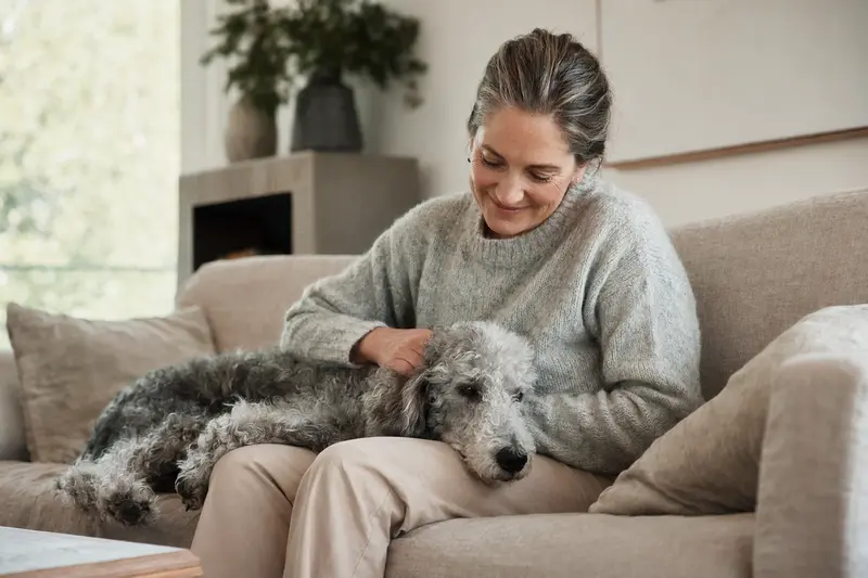 Ein älterer Bedlington Terrier Hunde liegt entspannt auf einem gemütlichen Sofa, während sein Besitzer ihn liebevoll streichelt.
