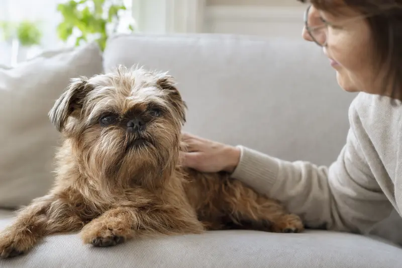 Ein älterer Belgischer Griffon Hund liegt entspannt auf einem Sofa, während sein Besitzer ihn liebevoll streichelt.