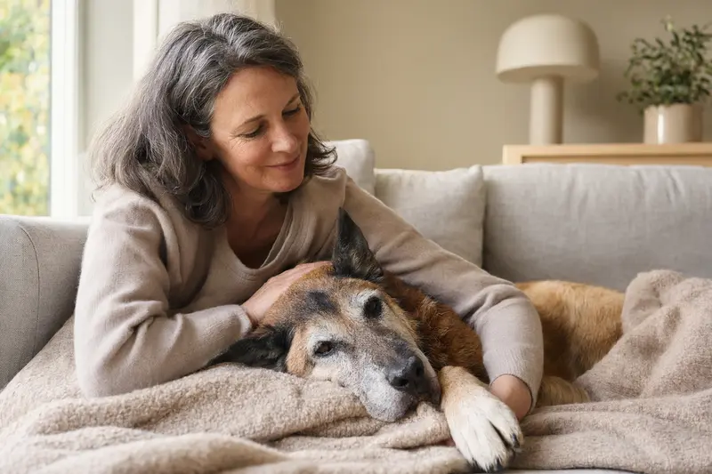Ein älterer Belgischer Schäferhund entspannt auf einem Sofa, während sein Besitzer ihn liebevoll streichelt.