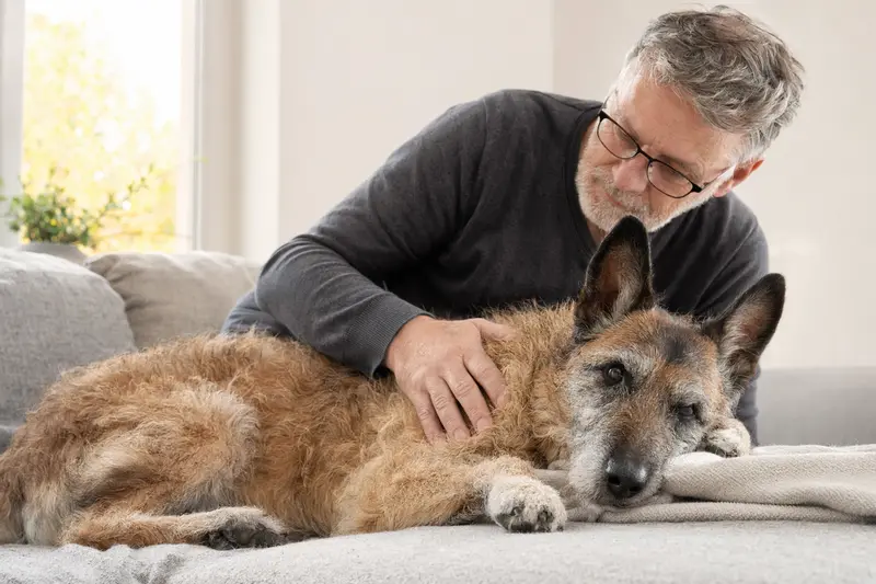 Ein älterer Belgischer Schäferhund liegt entspannt auf einem Sofa, während sein Besitzer ihn liebevoll streichelt.