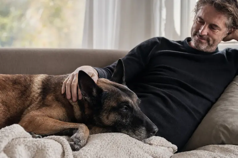 Ein entspannter Belgischer Schäferhund liegt auf einem Sofa, während sein Besitzer ihn liebevoll streichelt.