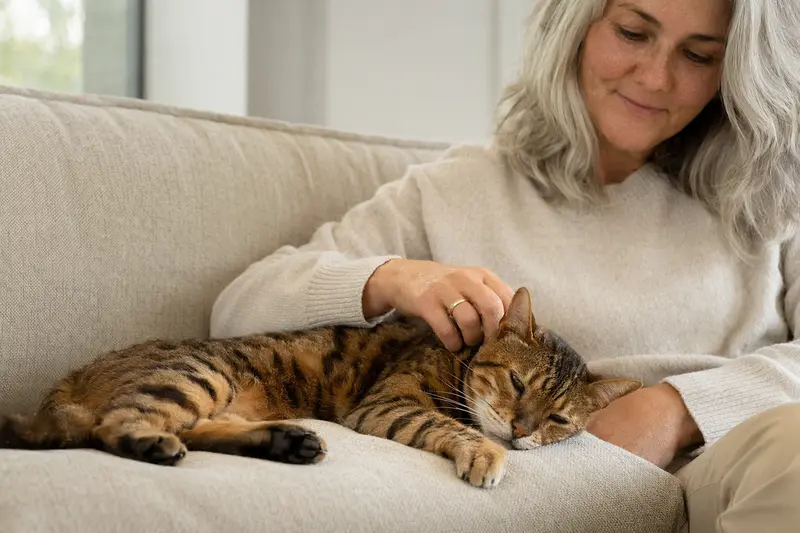 Eine ältere Bengal Katze entspannt auf einem gemütlichen Sofa, während ihr Besitzer sie liebevoll streichelt.