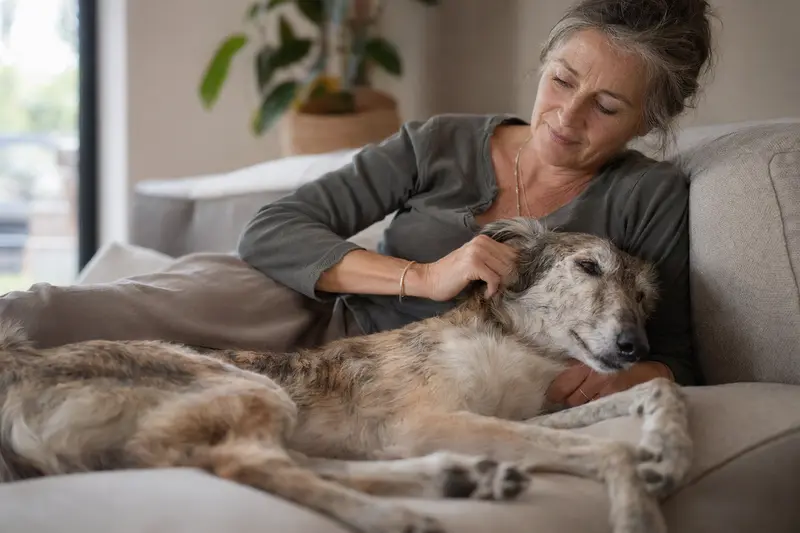 Ein älterer Berber-Windhund entspannt auf einem gemütlichen Sofa, während sein Besitzer ihn liebevoll streichelt.