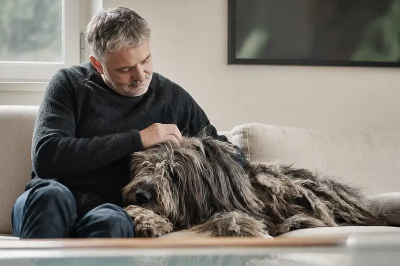 Ein älterer Bergamasco-Hütehund liegt entspannt auf einem Sofa, während sein Besitzer ihn liebevoll streichelt.