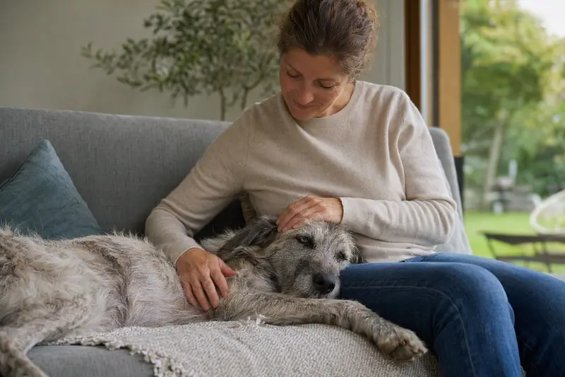 Ein älterer Berger de la Crau Hund entspannt auf einem Sofa, während sein Besitzer ihn liebevoll streichelt und eine warmherzige Atmosphäre schafft.