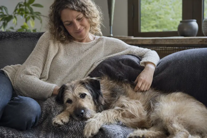Ein älterer Berger des Cevennes Hund liegt entspannt auf einem gemütlichen Sofa, während sein Besitzer ihn liebevoll streichelt.