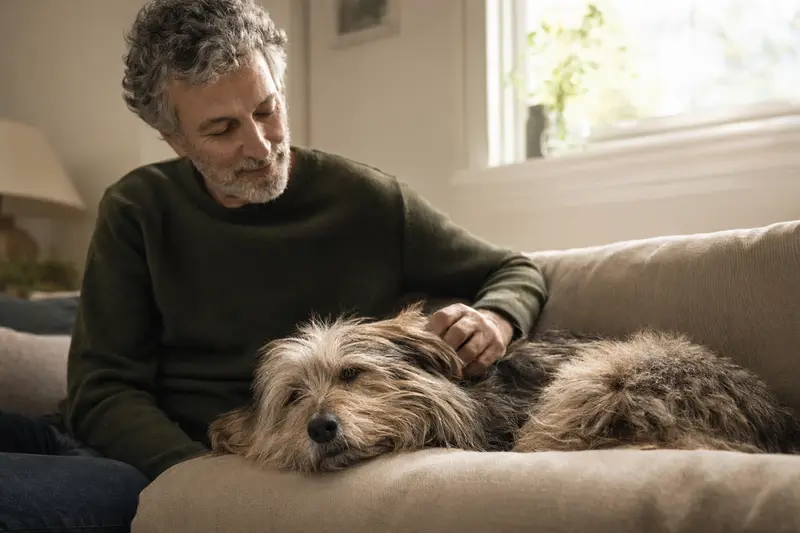 Ein älterer Berger des Pyrénées à poil long liegt entspannt auf einem Sofa, während sein Besitzer ihn liebevoll streichelt.