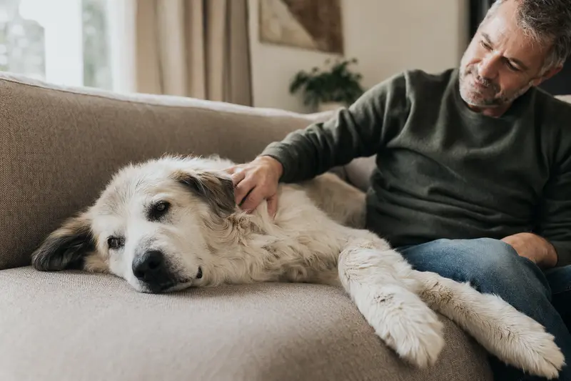 Ein älterer Berger des Pyrenees liegt entspannt auf einem Sofa, während sein Besitzer ihn liebevoll streichelt.