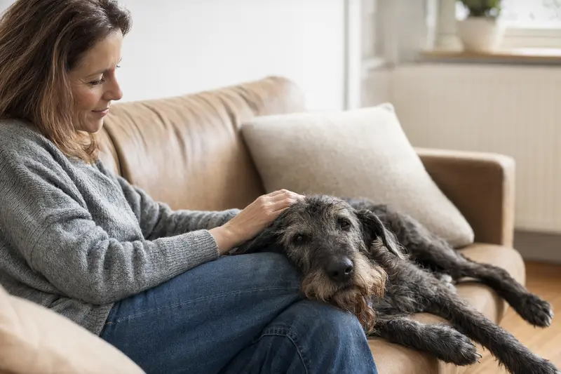 Ein älterer Blauer Irischer Terrier liegt entspannt auf einem Sofa, während sein Besitzer ihn liebevoll streichelt.